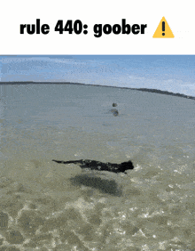 a picture of a dog swimming in the ocean with the caption rule 440 : goober !