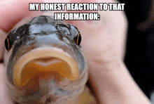 My Honest Reaction Fish GIF