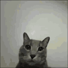 Middle Finger Cat GIF - Middle Finger Cat Meme GIFs