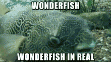 Wonderfish Ocean GIF - Wonderfish Ocean Sea GIFs