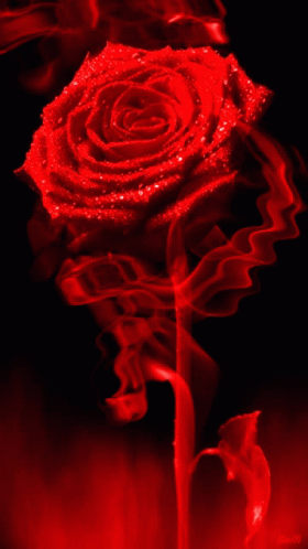 Burning Rose wallpaper by shutterup  Download on ZEDGE  6b00
