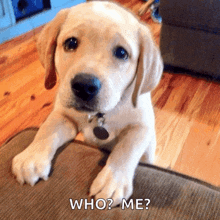 a puppy is sitting on a couch and asking " who ? me ? "