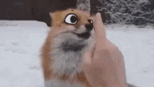 a person is petting a fox in the snow and it is making a funny face .
