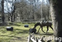 a horse is grazing on a barrel in a field with the words viralhog on the bottom