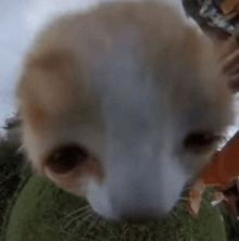 a close up of a cat 's face with a blurry background .