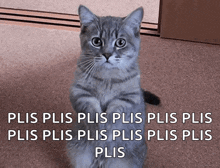 a cat sitting on its hind legs with the words plis plis plis plis plis plis plis