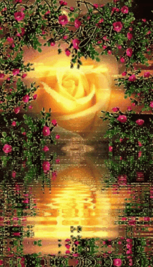Rose Flower GIF - Rose Flower Garden GIFs
