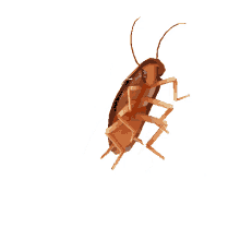 roach cockroach meme dance cockroach dance meme