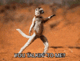 Come At Me Bro You Talking To Me GIF - Come At Me Bro You Talking To Me Madagascar GIFs