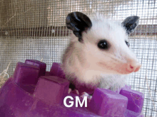 Gm Po D GIF - Gm Po D Possum GIFs