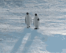 Penguin Walk GIF - Penguin Walk Walking GIFs