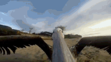 Beak Cam GIF - Animal Pelican Fly GIFs