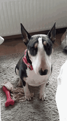 Bull Terrier Waggle GIF - Bull Terrier Waggle Crazy GIFs