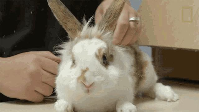 funny animals sniffing gif