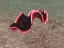 Sea Slug GIF - Sea Slug Spanish GIFs
