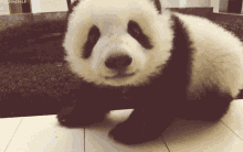 Panda Looking GIF - Panda Looking Curious GIFs