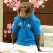 a monkey wearing a blue shirt with the letter c on it is sitting on a desk