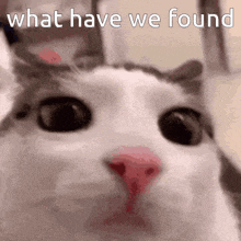 a close up of a cat 's face with the words " what have we found " above it