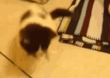 Cat Flips Out. Literally.  GIF - Cat Flip Out GIFs