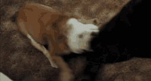 GIF