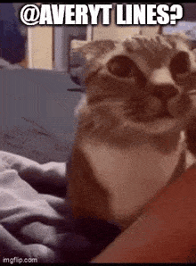 a cat is sitting on a bed with a caption that says `` averyt lines '' .