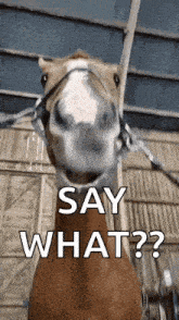 a horse with a bridle is standing in a barn and says `` say what '' .