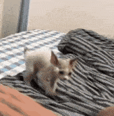 a small dog is running on a bed with a striped blanket
