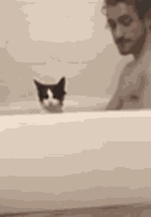 Unimpressed Cat GIF