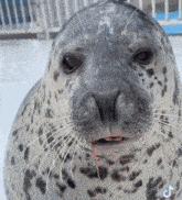 Seal Squish GIF - Seal Squish Silly GIFs
