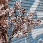 a tree with pink flowers against a blue and white building