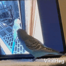 A Parakeet Admiring Himself Viralhog GIF - A Parakeet Admiring Himself Parakeet Viralhog GIFs