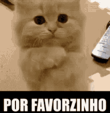 Por Favorzinho / Por Favor / Gatinho / Tô Pedindo GIF - Pretty Please Please Cat GIFs