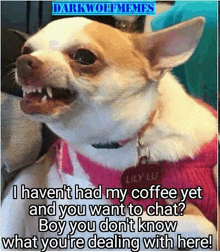 a chihuahua dog is sitting on a couch with its mouth open and its teeth showing .