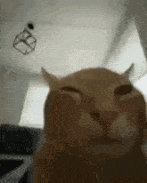 Cat Squint GIF