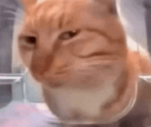 a close up of a cat making a funny face while looking at the camera .