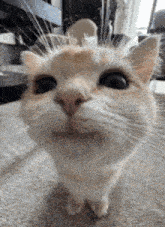 a close up of a cat 's face with a blurred background .