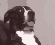 Confused Dog GIF - Confused Dog What GIFs