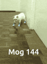 Mogcat Mog 144 GIF - Mogcat Mog 144 144 GIFs