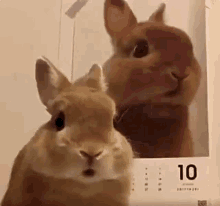 Hello Im Bunny GIF