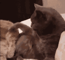 Cuddle Time Cute And Adorable GIF - Cuddle Time Cute And Adorable Cat GIFs