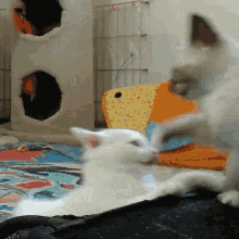 Cats Fight GIF - Cats Fight Cat GIFs