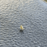 a frog is swimming in a body of water with waves