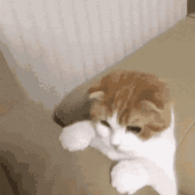 Cat Catfallingandhiding GIF