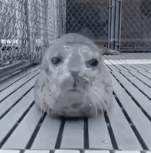 a seal is sitting on a wooden floor looking at the camera .