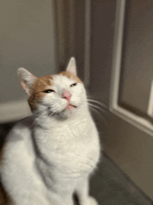 a brown and white cat with its mouth open looking up