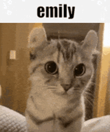 Emily Evil Cat Emily GIF