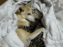 sleep cute friends cat and dog