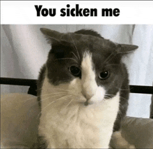 Disgusted Kitty GIF - Disgusted Kitty GIFs