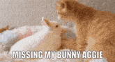 Aggie Bunny GIF - Aggie Bunny Aggie GIFs