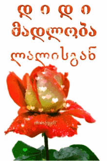 a red rose is surrounded by hearts and the word ministufi